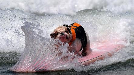 Humor dogs surfing wallpaper