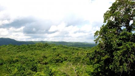 Landscapes nature trees forest jamaica hdr photography wallpaper