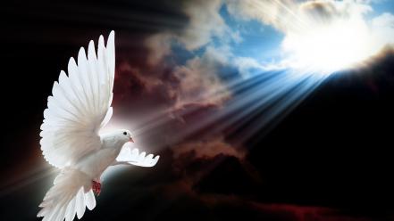 Light wings white dove wallpaper