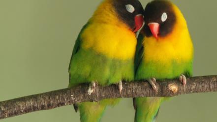Love birds animals parrots bird wallpaper