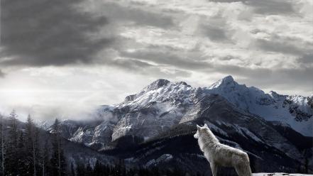 Mountains landscapes trees forest wolves wallpaper