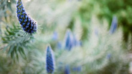 Nature flowers plants depth of field blue wallpaper