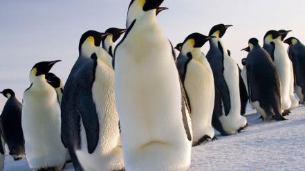 Nature snow birds penguins wallpaper