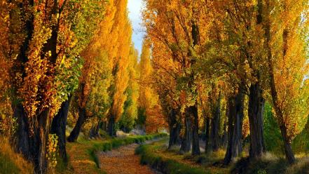 Nature trees path autumn wallpaper