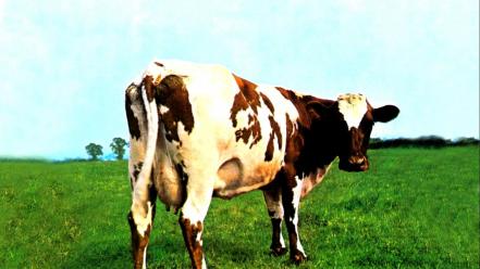 Pink floyd animals fields cows album covers wallpaper