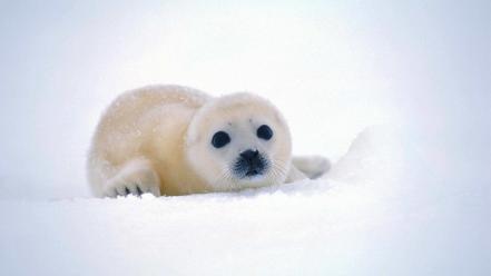 Snow seals animals greenland baby wallpaper