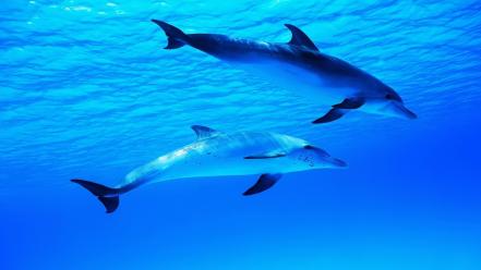 Water animals dolphins wallpaper