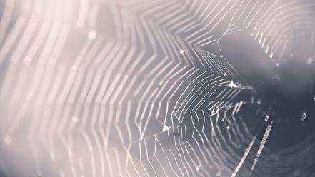 Web spider webs wallpaper