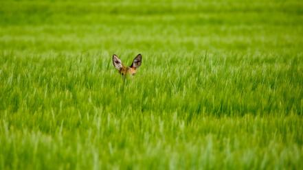 Animals grass fields deer fawn baby hidden wallpaper