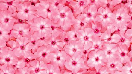 Close-up flowers pink background wallpaper
