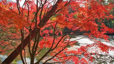 Japan nature trees autumn (season) leaves wallpaper