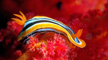 Nature animals nudibranchia sea slugs wallpaper