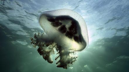 Nature jellyfish south australia stinger wallpaper