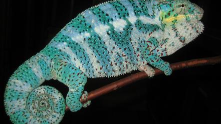 Animals chameleons lizards reptile reptiles chameleon wallpaper