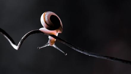 Animals snails macro makro wallpaper