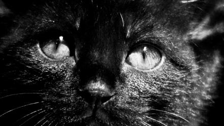 Cats animals grayscale wallpaper