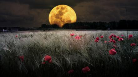 Clouds trees moon grass poppies skies wallpaper