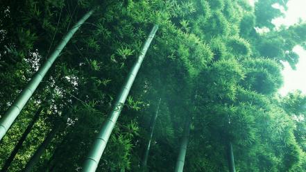 Landscapes nature leaves bamboo below stalks wallpaper