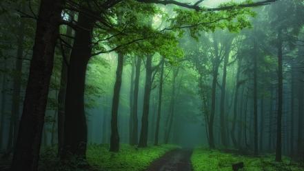 Landscapes nature trees dark paths fog dawning wallpaper