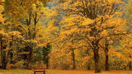 Leaf trees leaves gold bench october autumn wallpaper