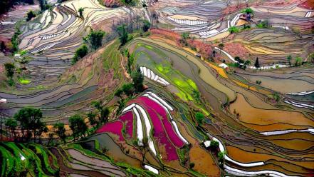 Mountains landscapes china ricefields wallpaper