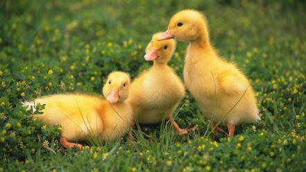 Nature ducks duckling baby birds wallpaper