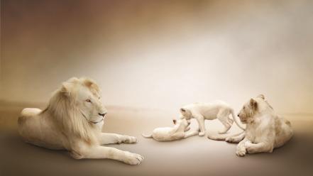 Nature family animals lions wallpaper