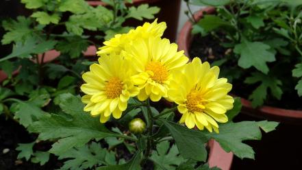 Nature flowers plants yellow wallpaper