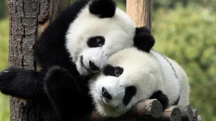 Panda pictures wallpaper