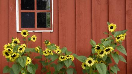 Red alaska parks barn pioneer sunflowers wallpaper
