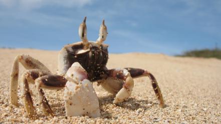 Sand animals crabs wallpaper