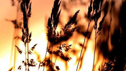 Silhouette plants sunlight spikelets blurred background wallpaper