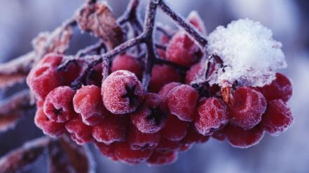 Snow berry wallpaper