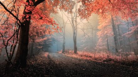 Trees dawn paths eternal inside autumn leaves wallpaper