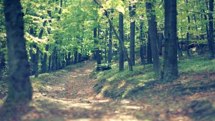 Trees forest path wallpaper