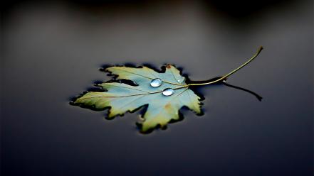 Water floating leaves drops macro wallpaper