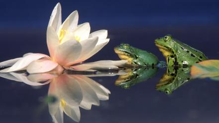 Water frogs lilies reflections amphibians wallpaper