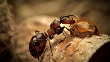 Water nature animals drop insects macro ant wallpaper