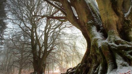 Winter snow trees forest wallpaper