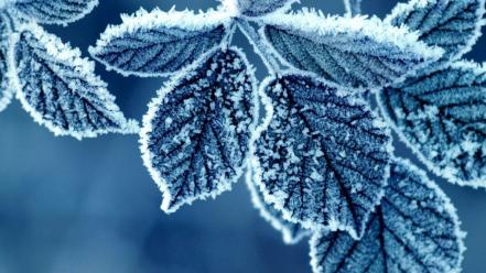 Winter snow trees leaves seasons frost icicles wallpaper