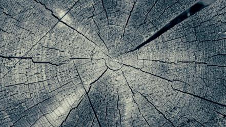 Wood tree trunk wallpaper