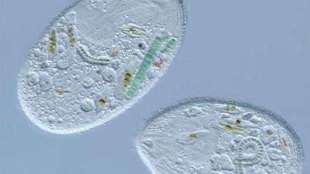 Animals bacteria microscopic cells wallpaper