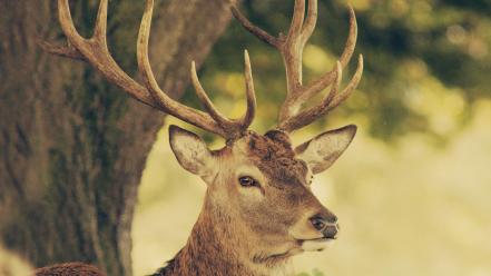 Animals deer antlers wallpaper