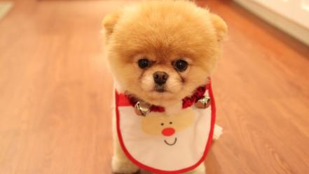 Animals dogs christmas pets pomeranian boo wallpaper