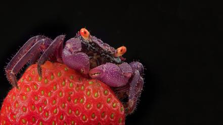 Animals macro strawberries wallpaper