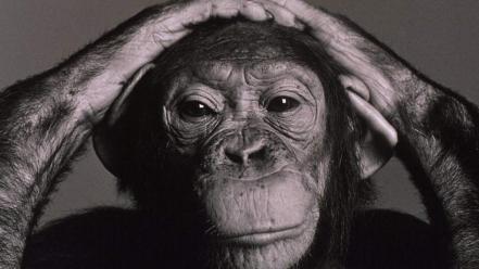 Animals monochrome chimpanzee wallpaper