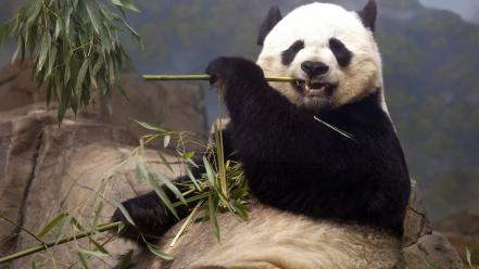 Animals panda bears eating wallpaper
