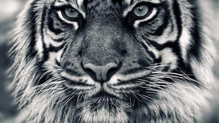 Animals tigers grayscale wallpaper