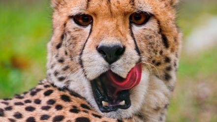 Animals tongue cheetahs open mouth wallpaper
