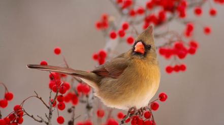 Birds cardinal berries wallpaper